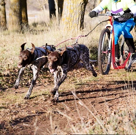 Pro pejskaře a mushing