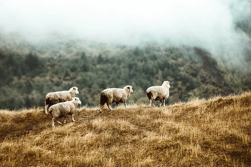 Merino ovce se chovají zejména na Novém Zélandu