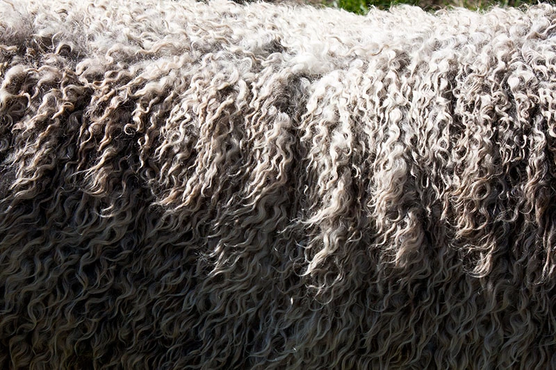 Merino ovce překonávají vysoké teplotní rozdíly, a proto je jejich vlna tak odolná