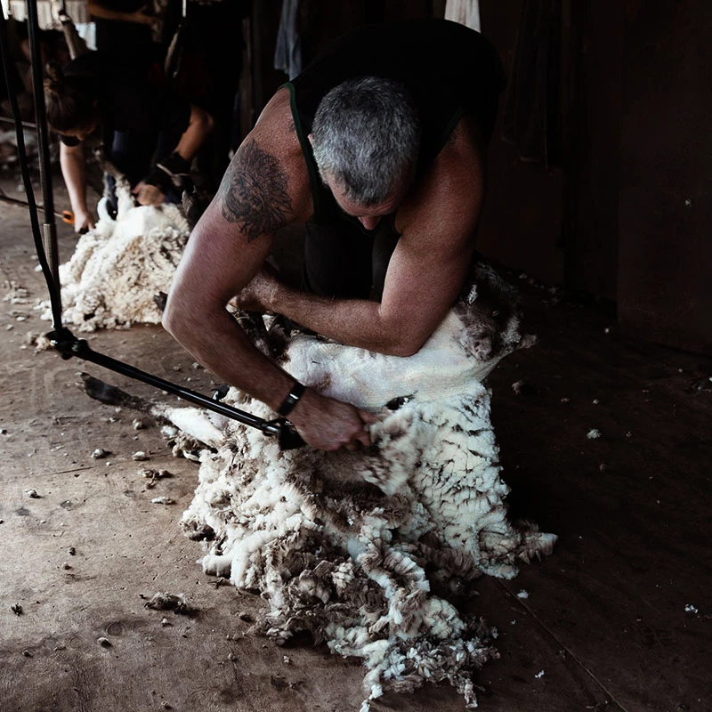 Z jedné ovce střihači získají od 2 do 6,5 kg merino vlny. U berana to může být 10–12 kg